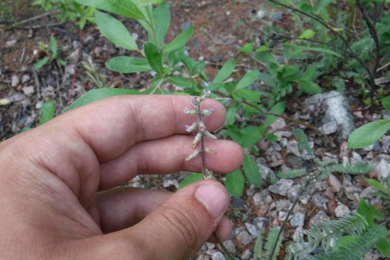 Oxytropis deflexa var. foliolosa photo 8