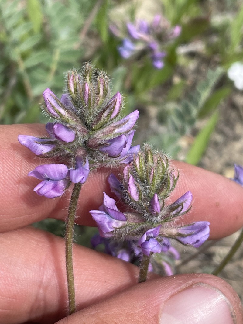 Oxytropis deflexa var. pulcherrima