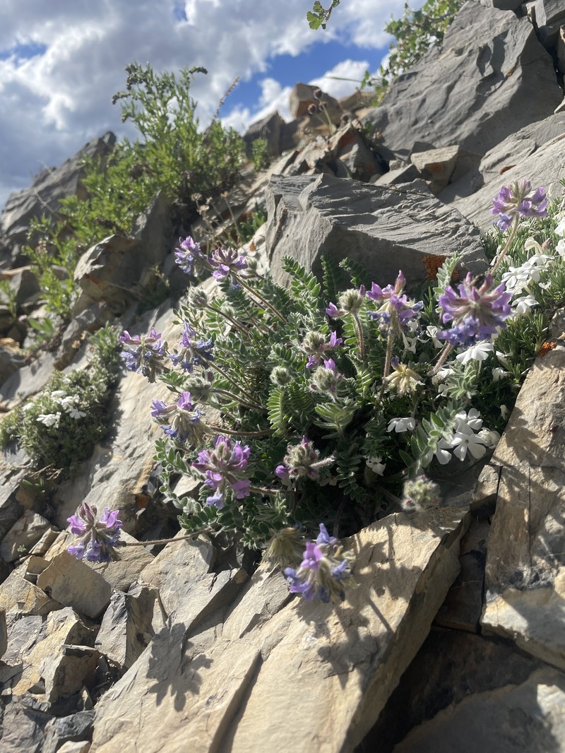 Oxytropis deflexa var. pulcherrima photo 2