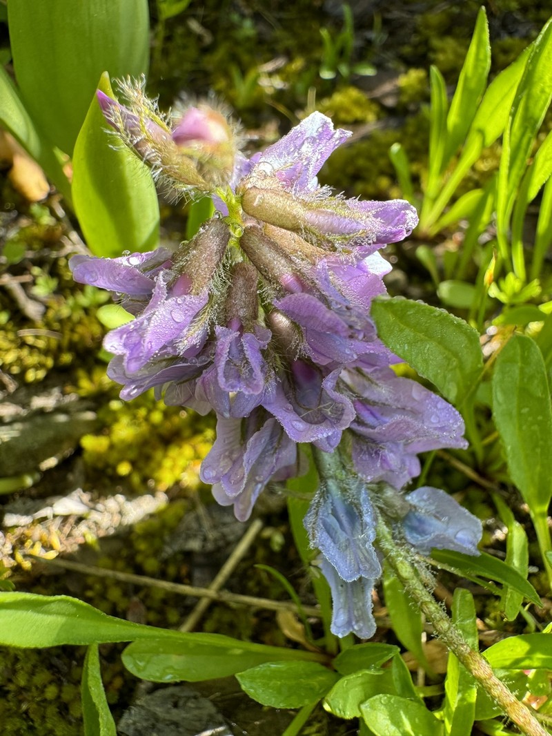 Oxytropis deflexa var. pulcherrima photo 3