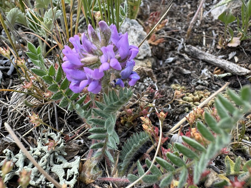 Oxytropis deflexa var. pulcherrima photo 4