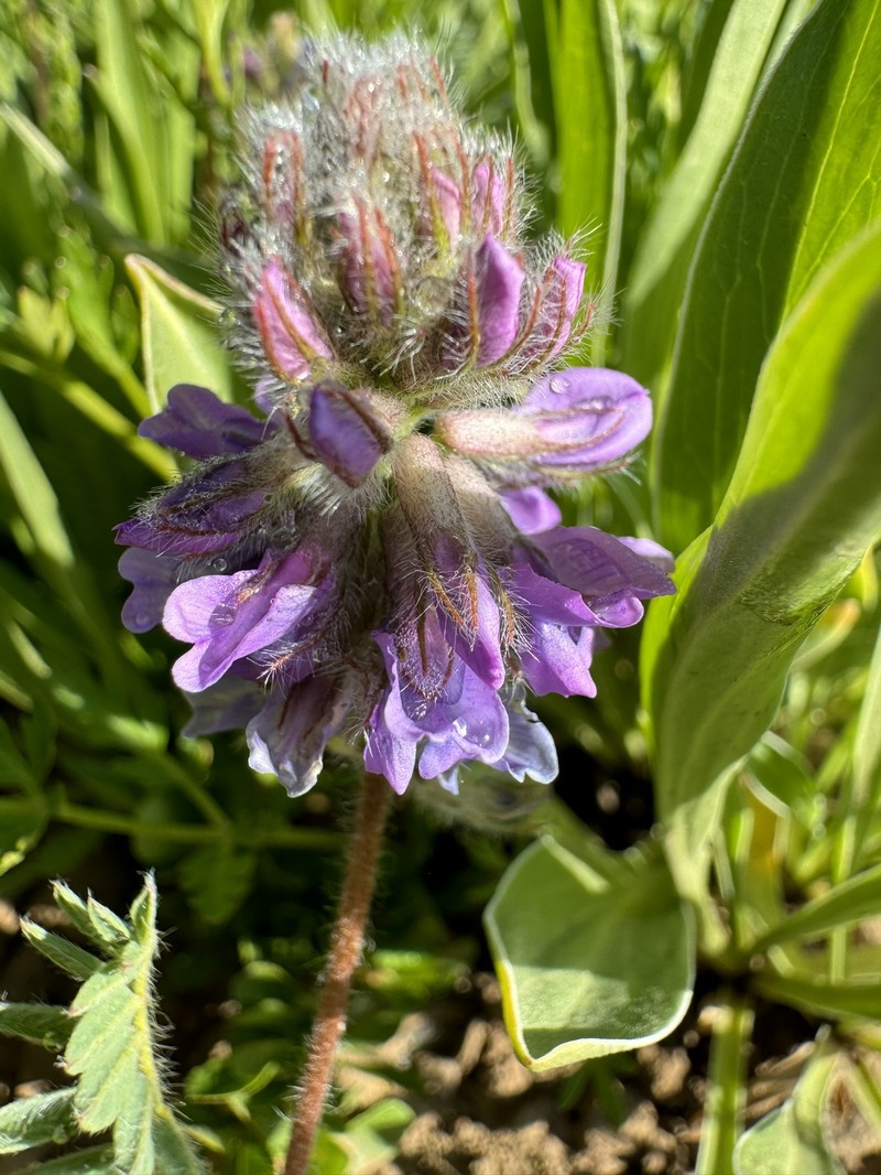 Oxytropis deflexa var. pulcherrima photo 5