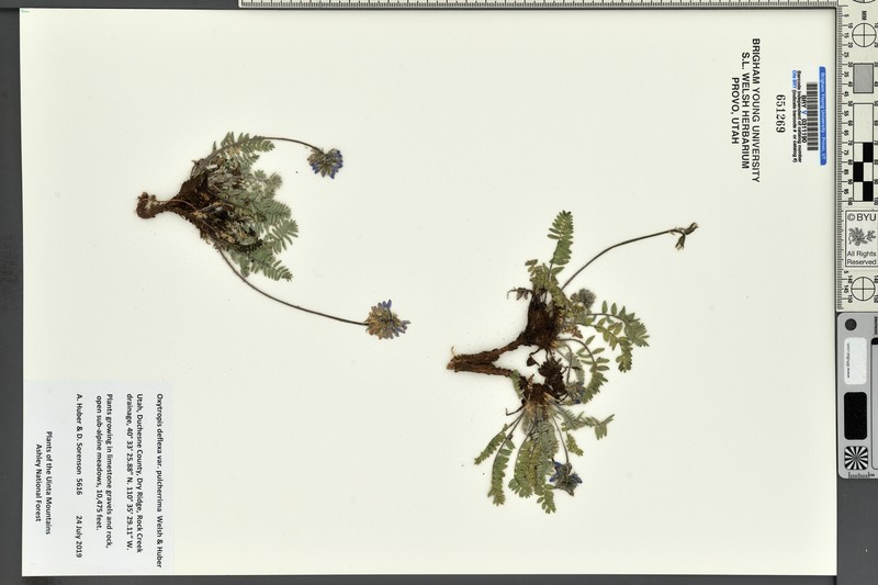 Oxytropis deflexa var. pulcherrima photo 6