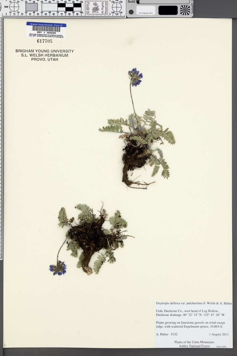 Oxytropis deflexa var. pulcherrima photo 7