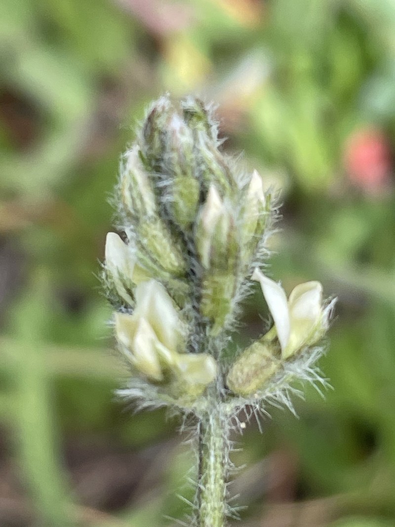 Oxytropis deflexa var. sericea