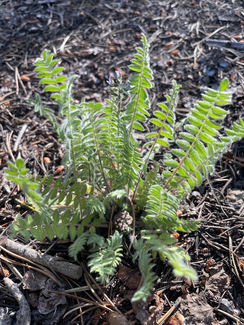 Oxytropis deflexa var. sericea photo 2