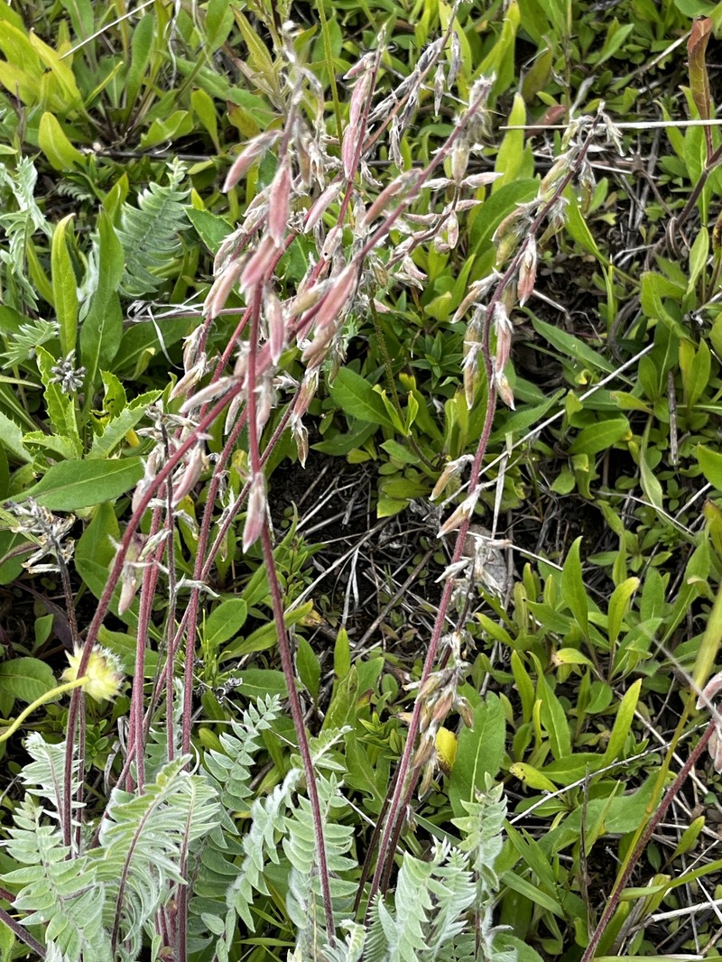 Oxytropis deflexa var. sericea photo 3