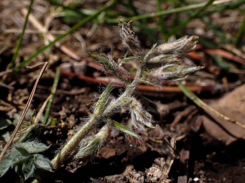 Oxytropis deflexa var. sericea photo 5