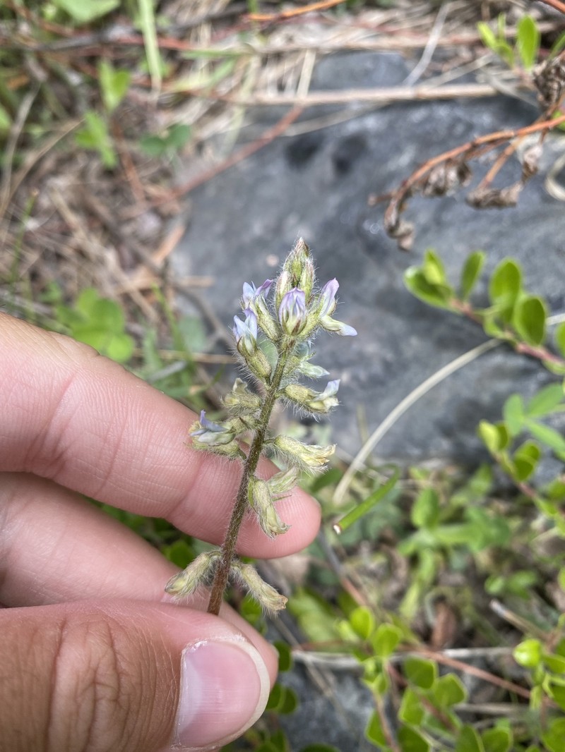 Oxytropis deflexa var. sericea photo 6