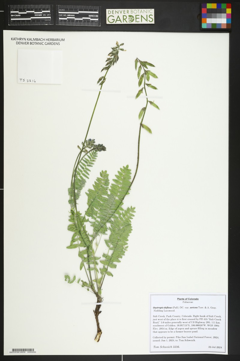 Oxytropis deflexa var. sericea photo 7