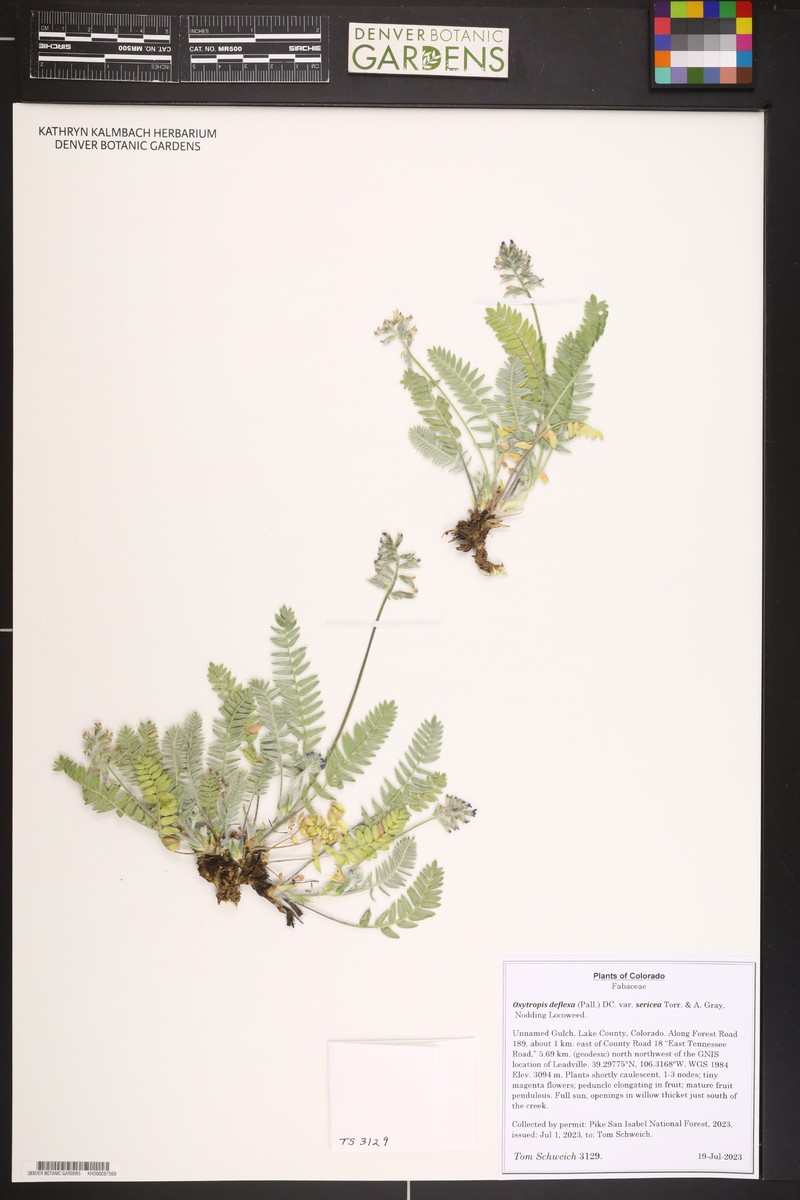 Oxytropis deflexa var. sericea photo 8