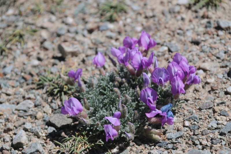 Oxytropis densa