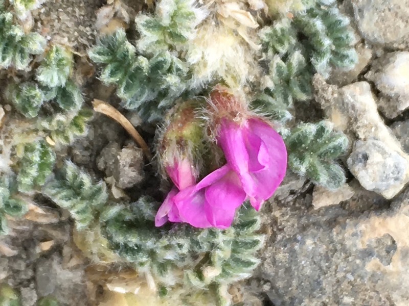 Oxytropis densa photo 2