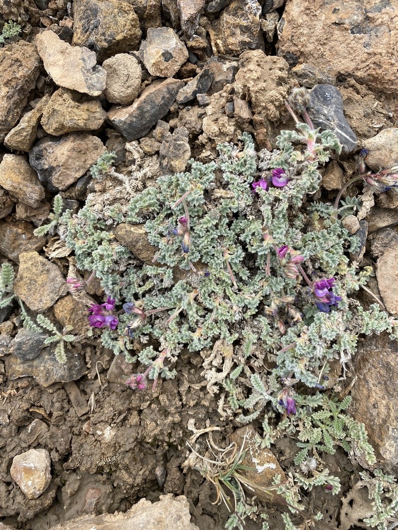 Oxytropis densa photo 3
