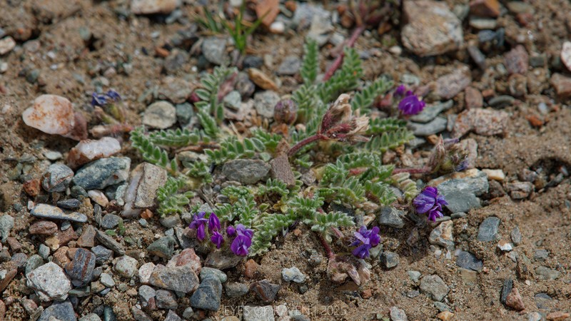 Oxytropis densa photo 4