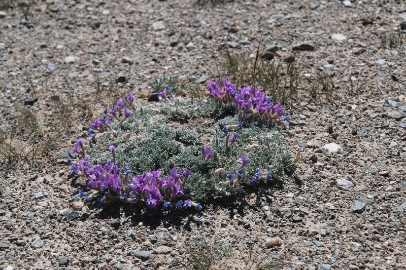 Oxytropis densa photo 5