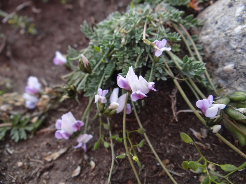 Oxytropis diantha