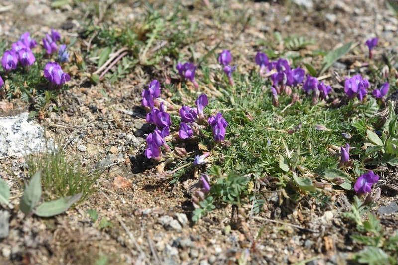 Oxytropis diantha photo 3