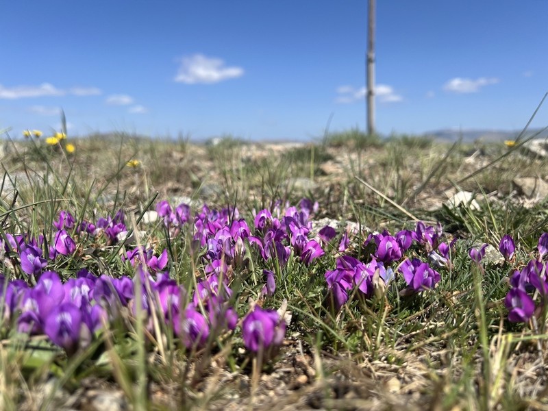 Oxytropis diantha photo 4