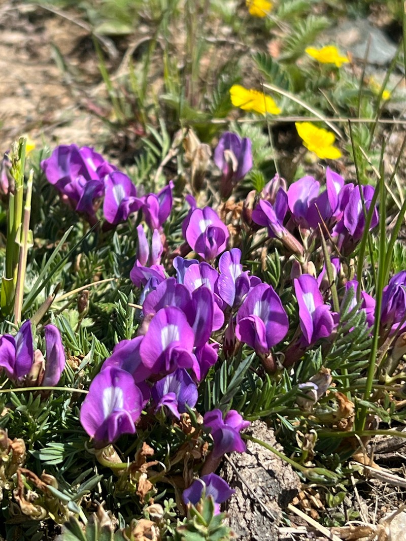 Oxytropis diantha photo 5
