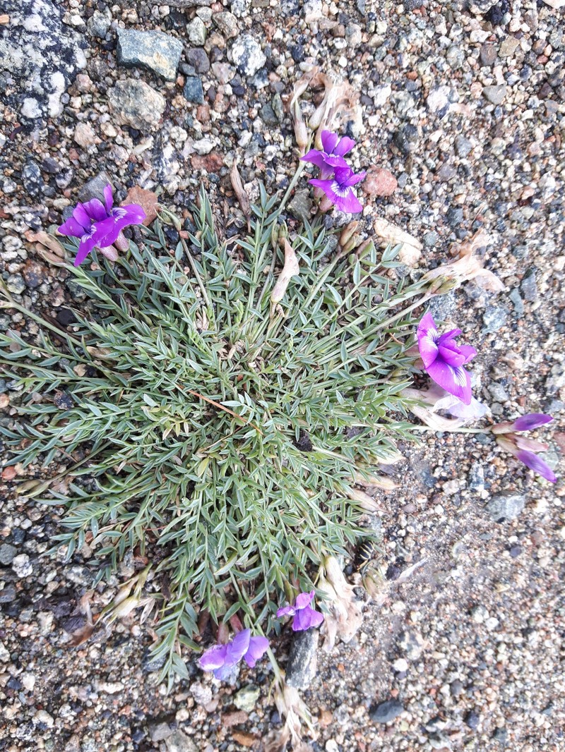 Oxytropis diantha photo 6