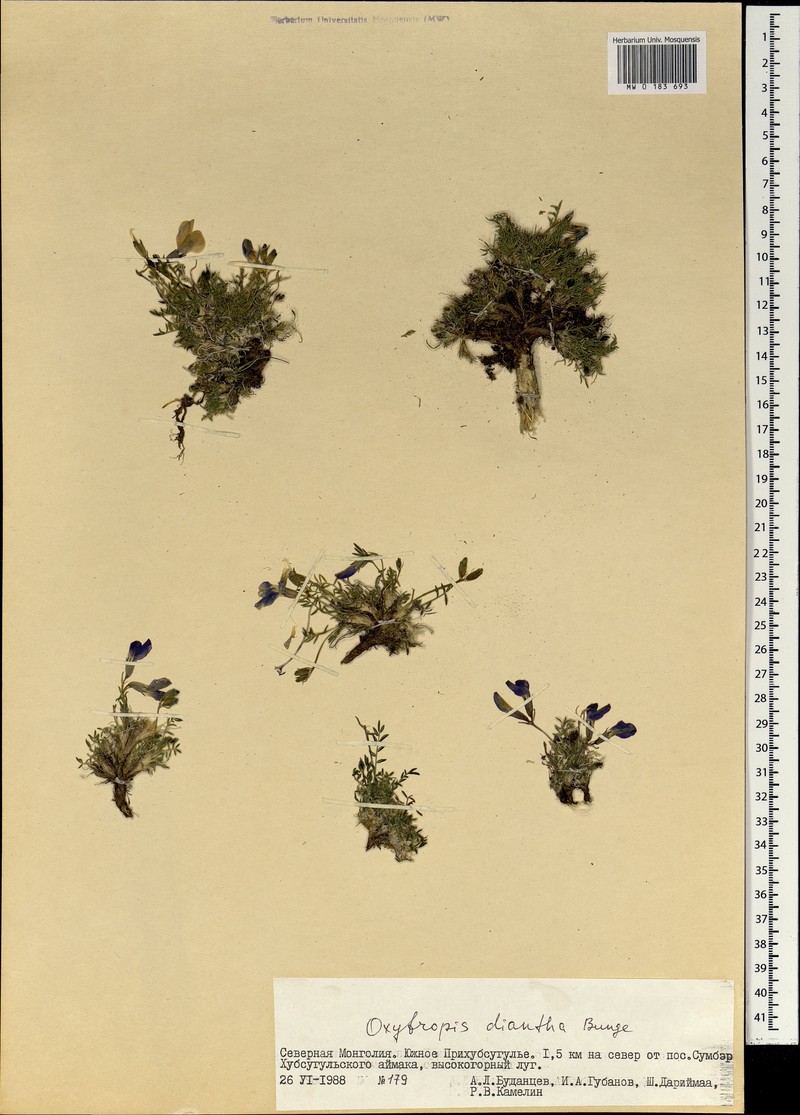 Oxytropis diantha photo 7