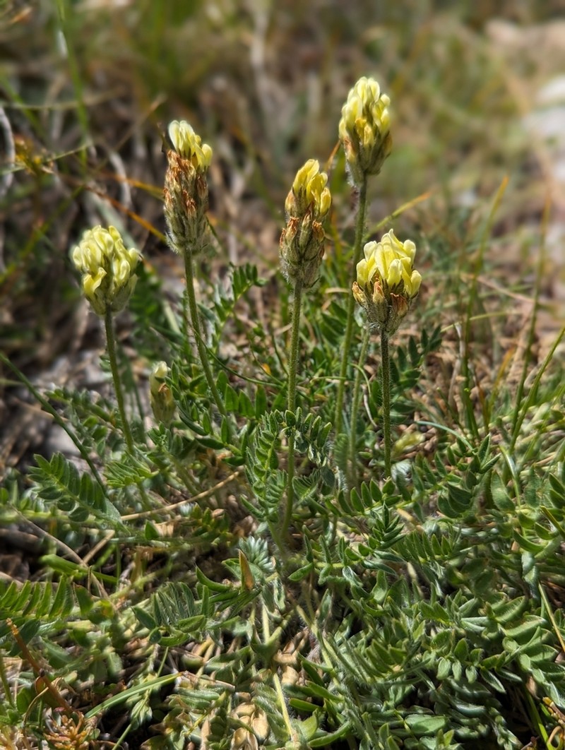 Oxytropis dinarica