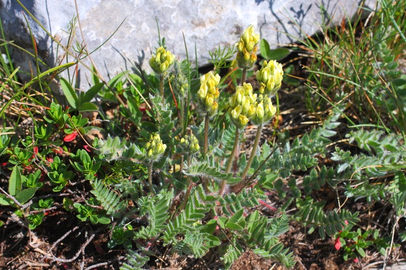 Oxytropis dinarica photo 2