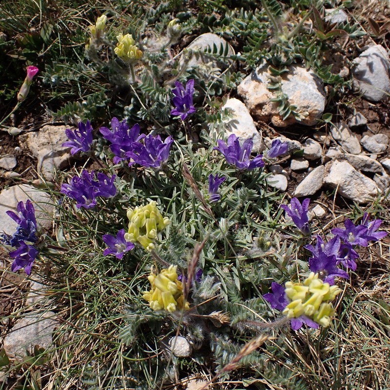 Oxytropis dinarica photo 3