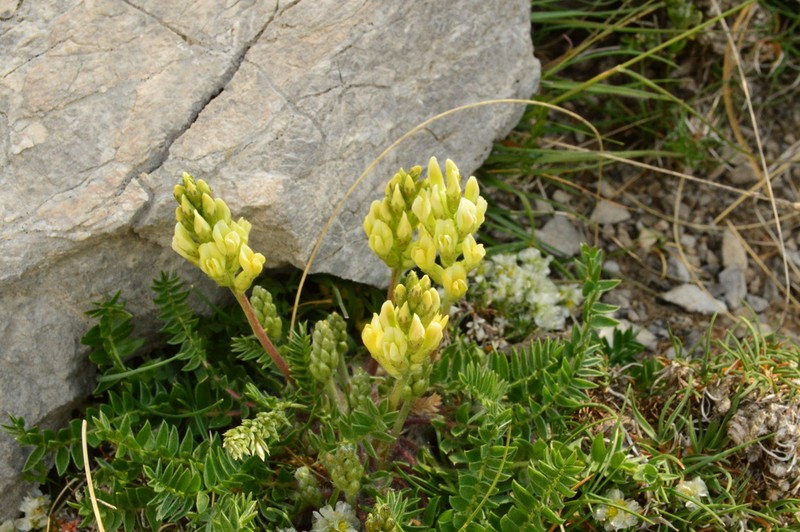 Oxytropis dinarica photo 4