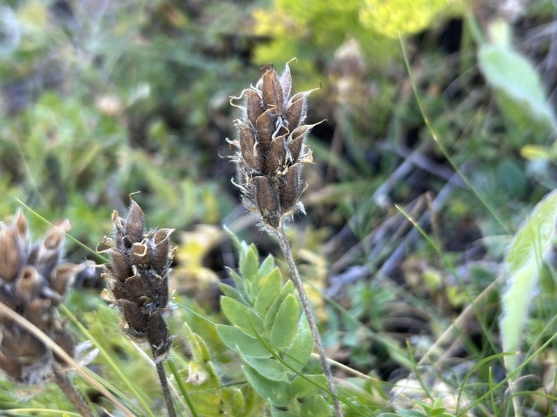 Oxytropis dinarica photo 5