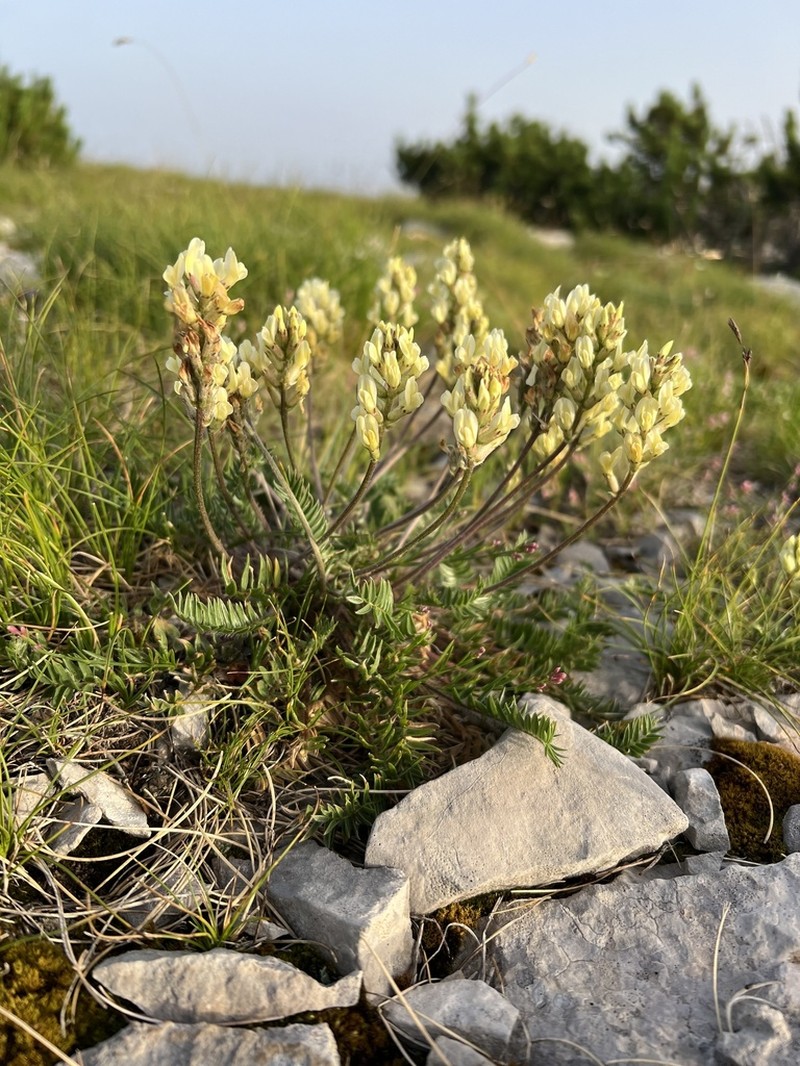 Oxytropis dinarica photo 6