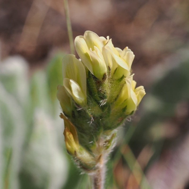 Oxytropis dinarica photo 7