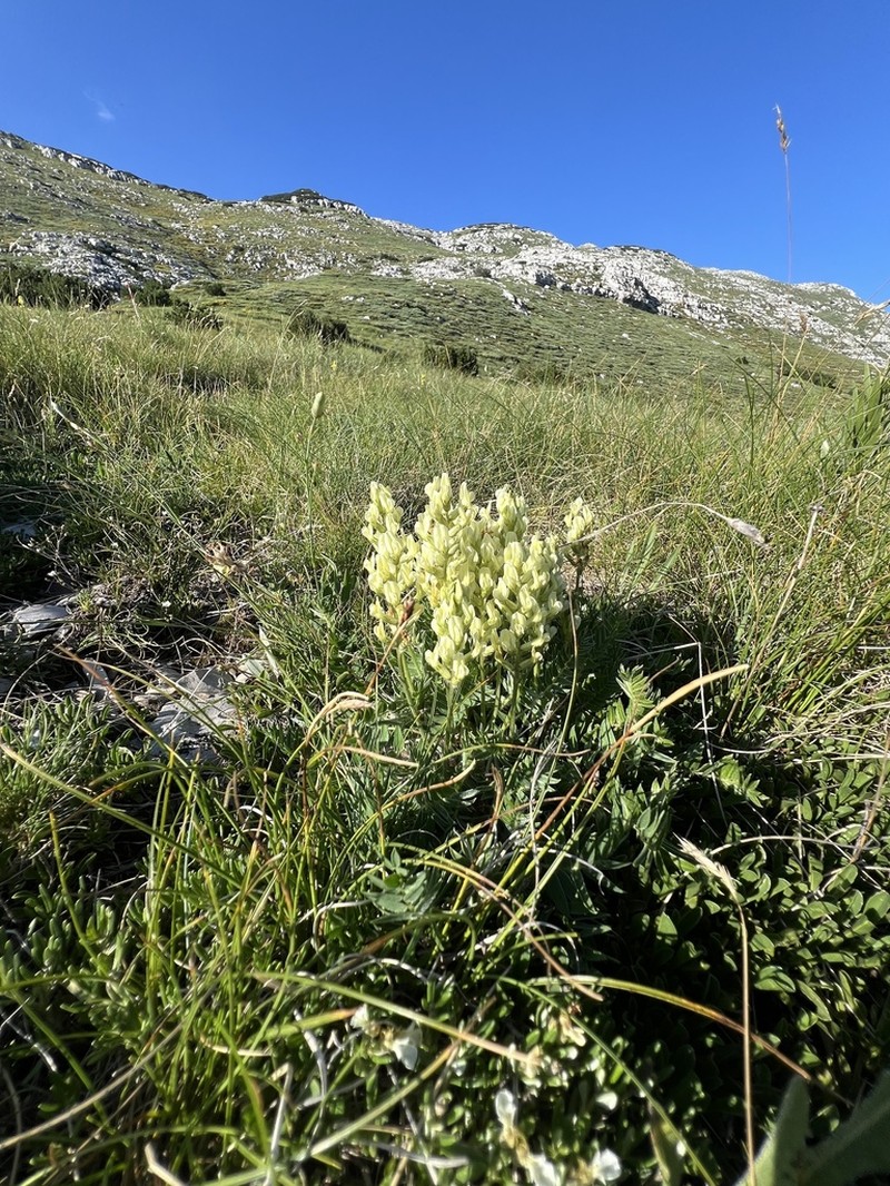 Oxytropis dinarica photo 8