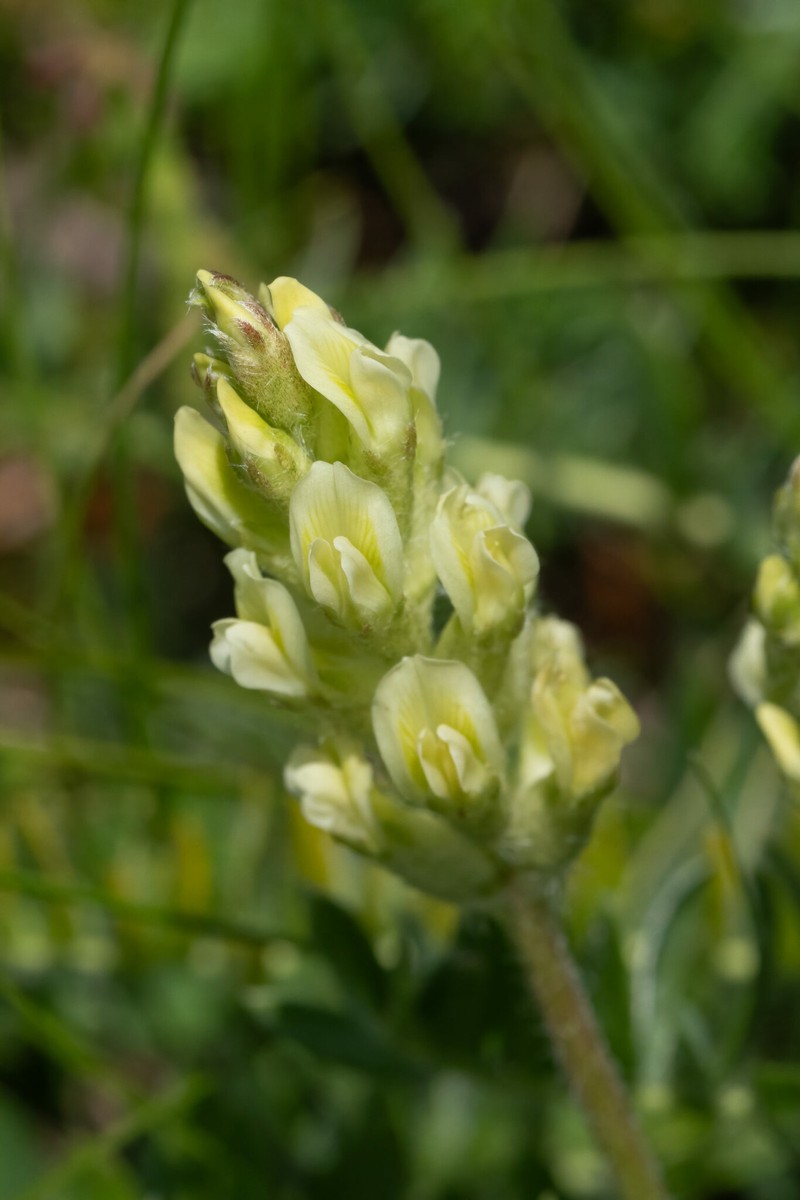 Oxytropis dinarica subsp. velebitica