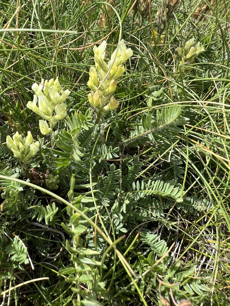 Oxytropis dinarica subsp. velebitica photo 2