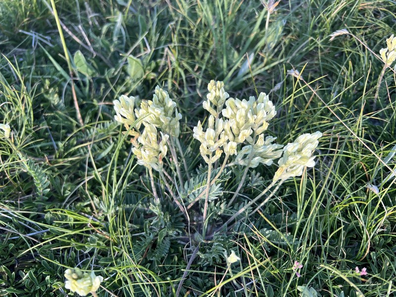Oxytropis dinarica subsp. velebitica photo 3