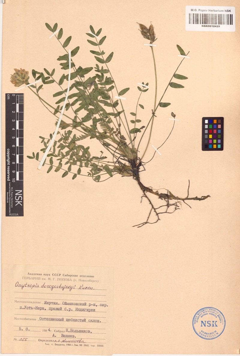 Oxytropis dorogostajskyi