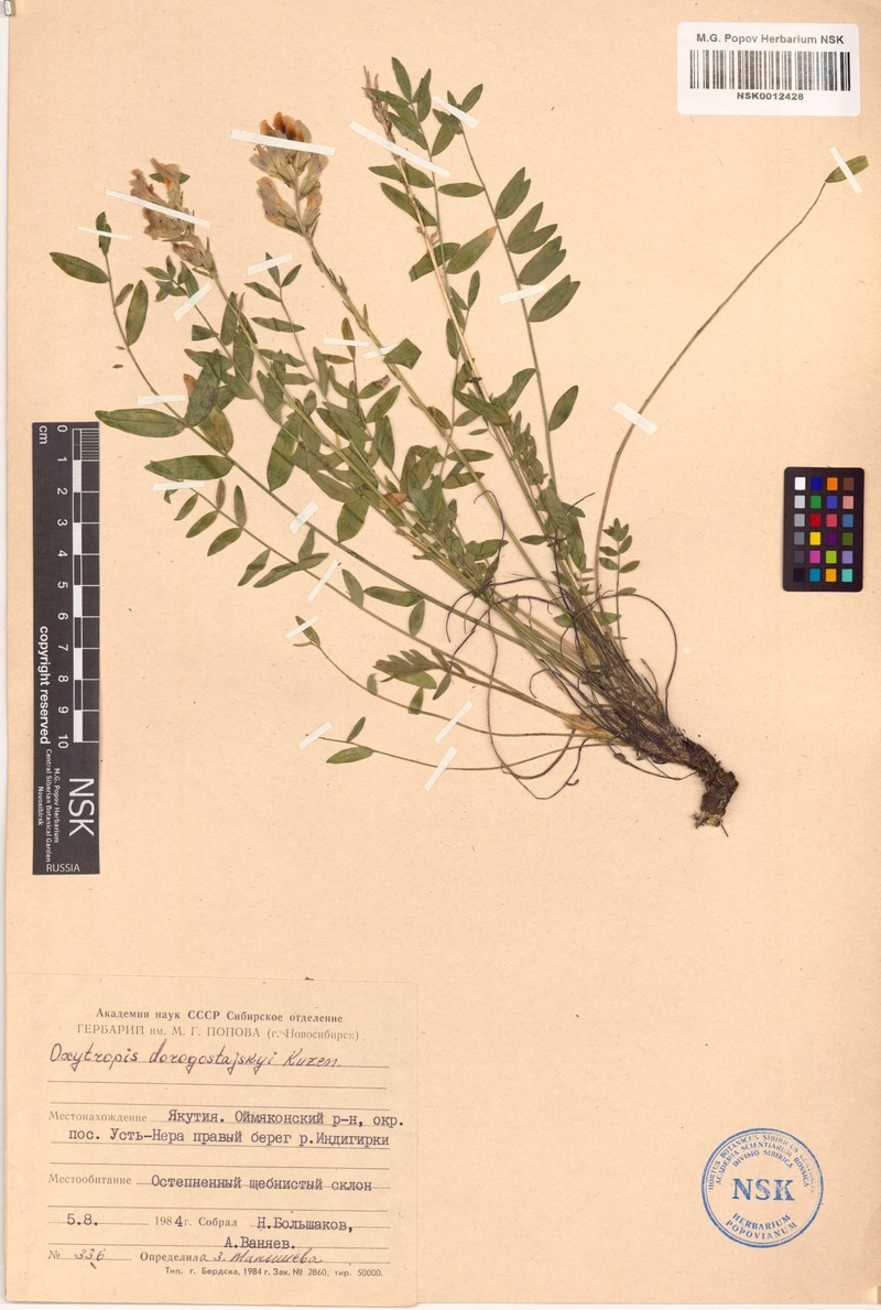 Oxytropis dorogostajskyi photo 2
