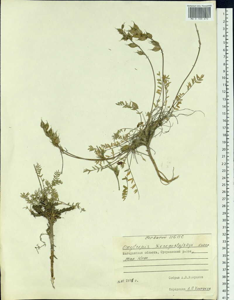 Oxytropis dorogostajskyi photo 3