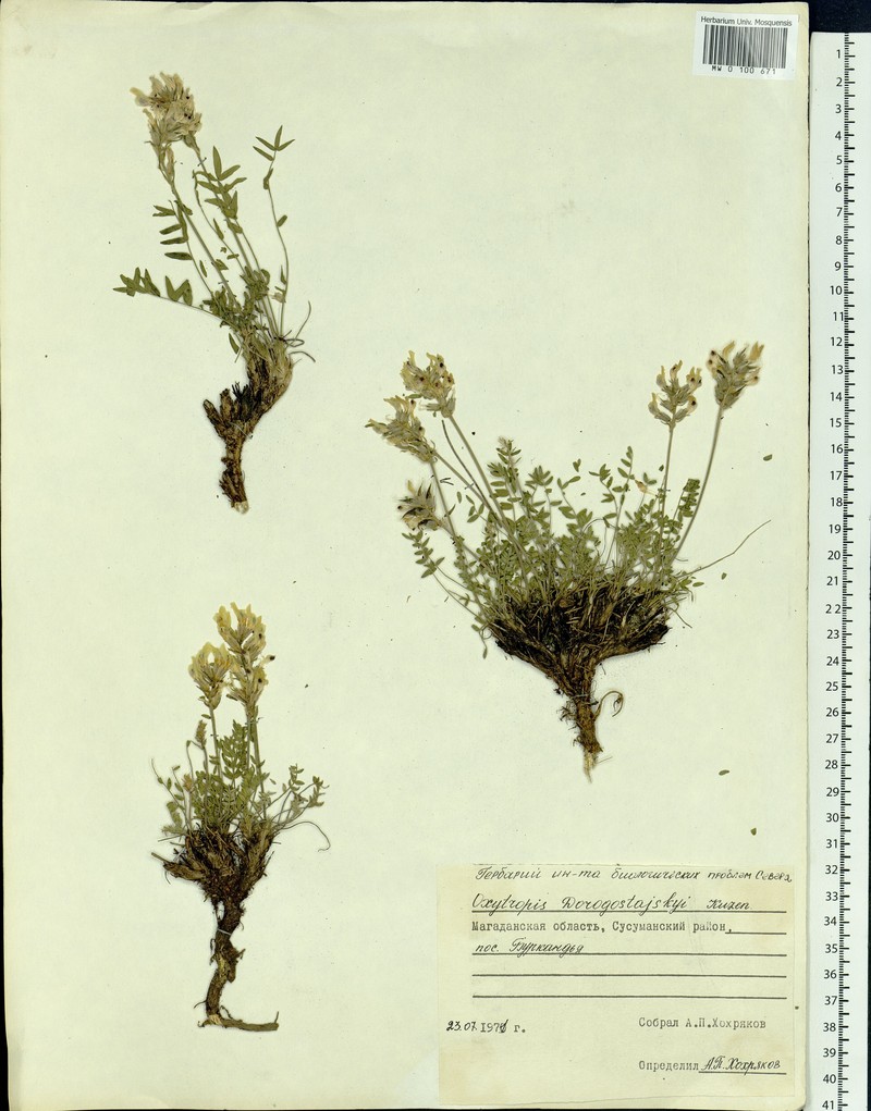 Oxytropis dorogostajskyi photo 4