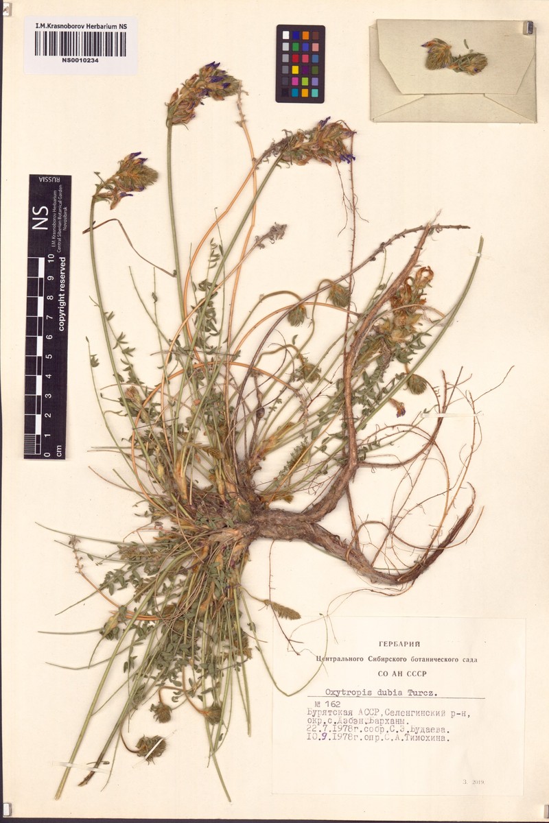 Oxytropis dubia