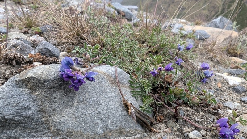 Oxytropis duthieana photo 2