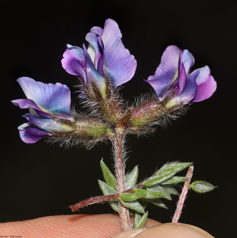 Oxytropis duthieana photo 3