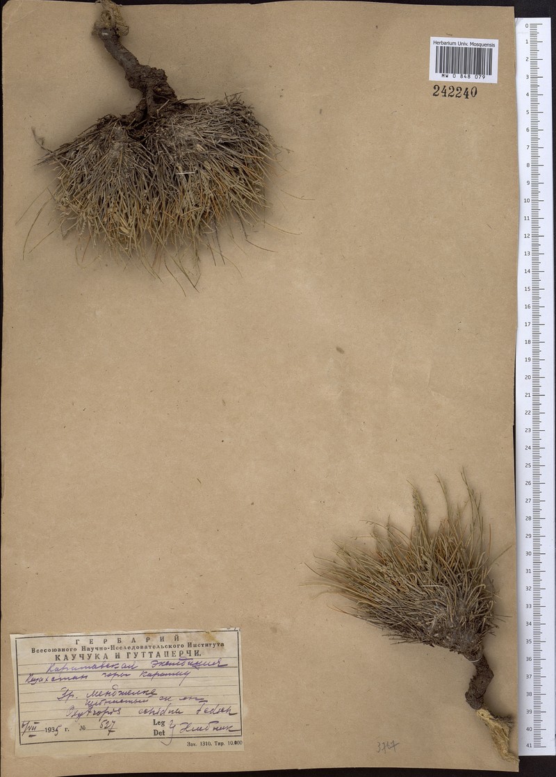 Oxytropis echidna