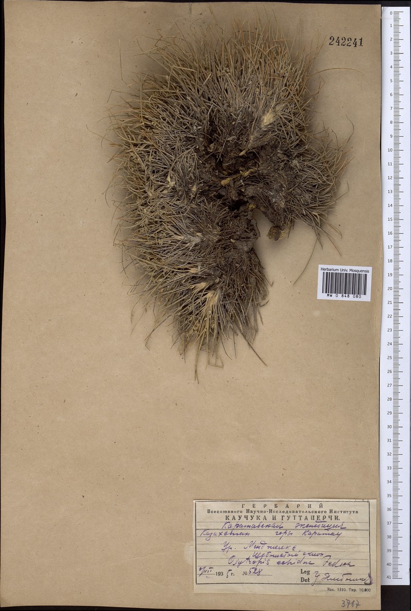 Oxytropis echidna photo 2
