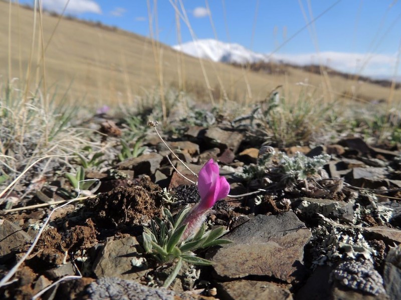 Oxytropis eriocarpa photo 2