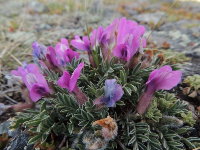 Oxytropis eriocarpa photo 3
