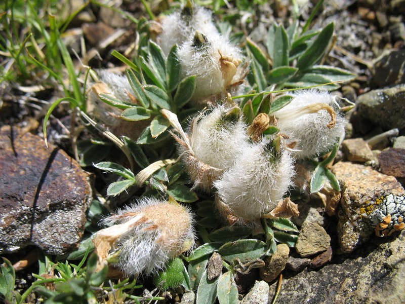 Oxytropis eriocarpa photo 4
