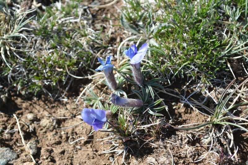 Oxytropis eriocarpa photo 5